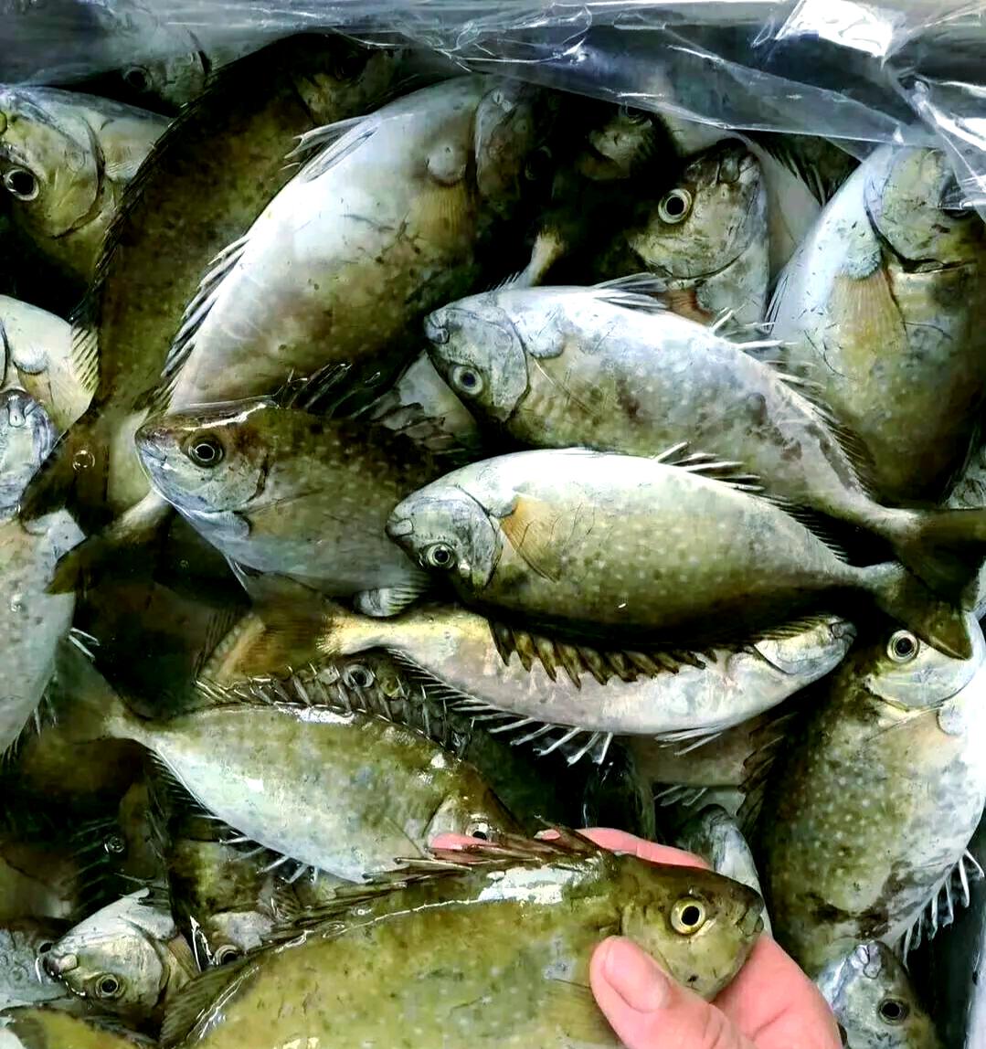 海钓泥猛鱼技巧(海钓泥猛是钓底还是钓浮)