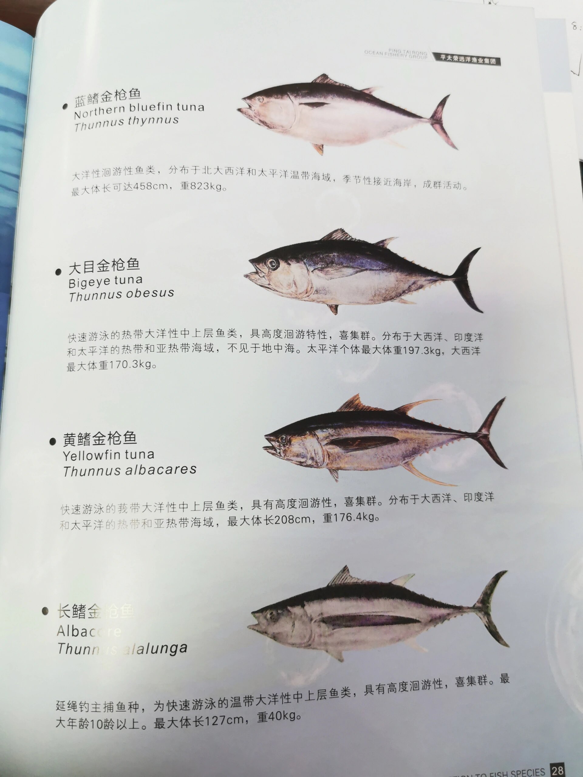 金枪鱼海钓技巧(金枪鱼海钓视频)