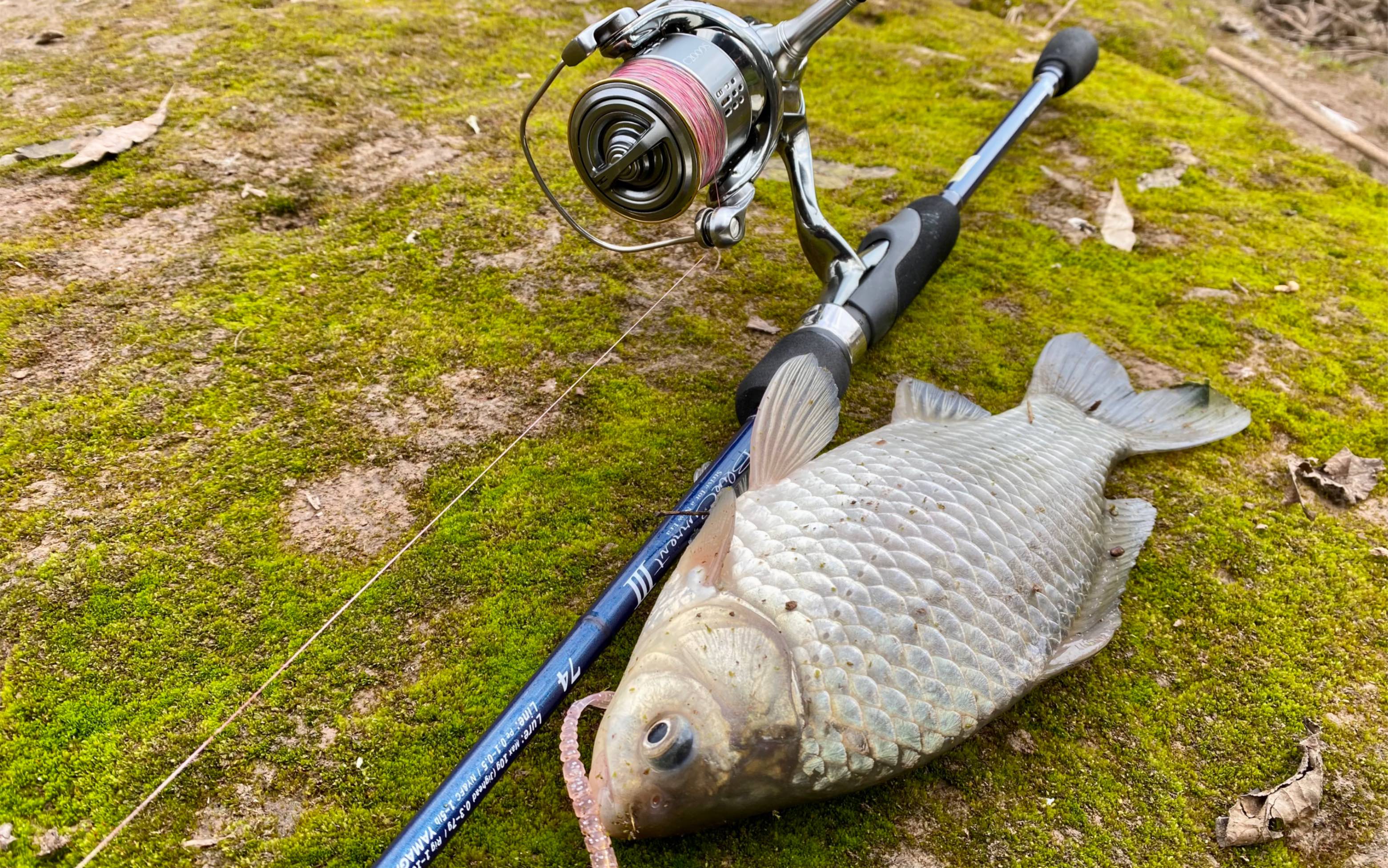 路亚冬季视频(冬季路亚钓鱼视频) 路亚冬季视频(冬季路亚钓鱼视频)