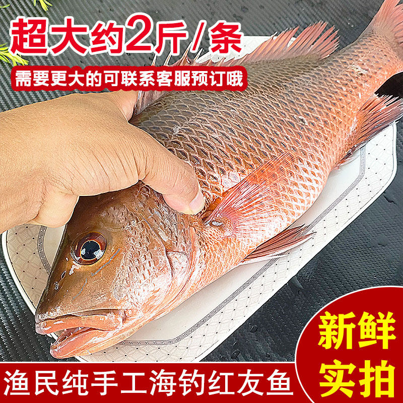 钓红友鱼饵料(钓红友鱼钓多深水)