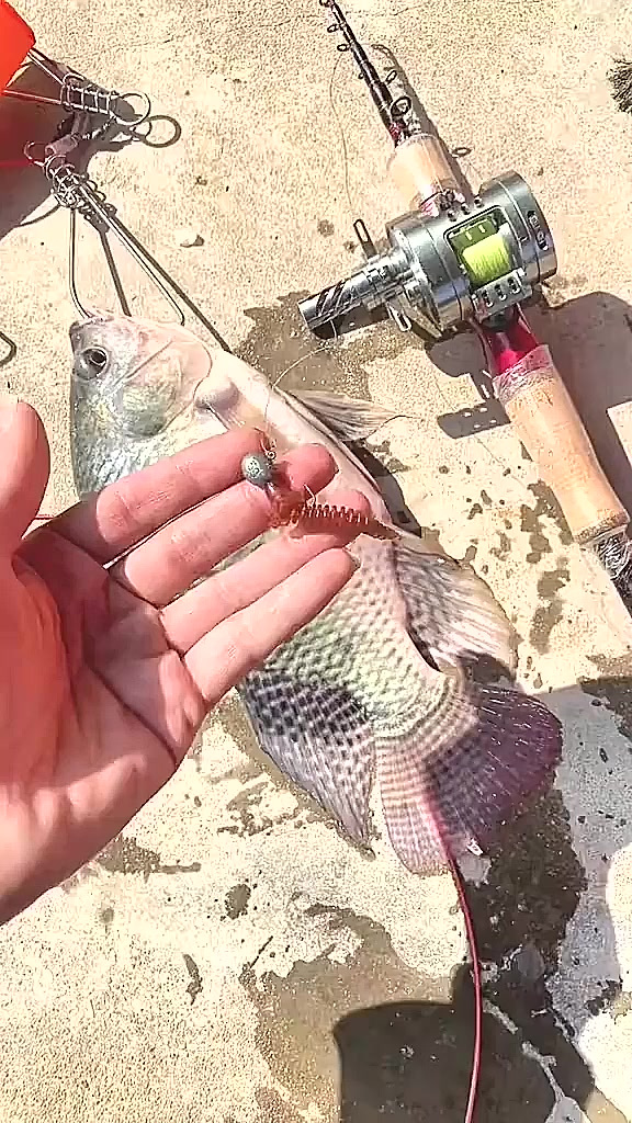 路亚怎么钓罗非(路亚钓罗非鱼用什么亮片比较好)