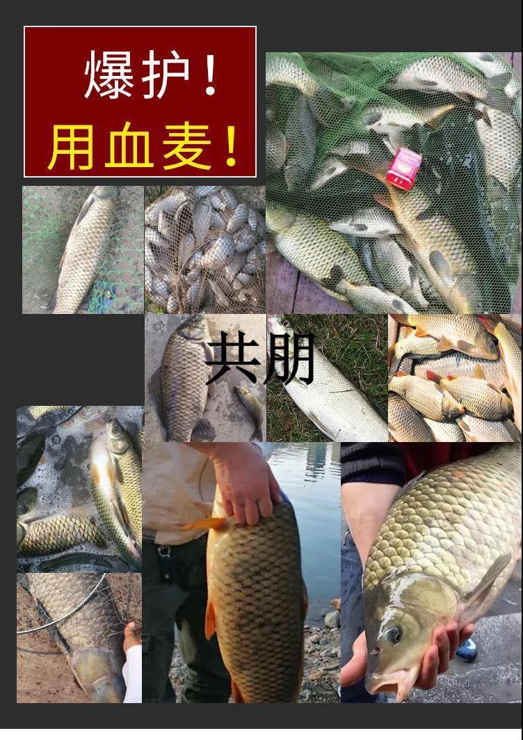 泥饵料(泥饵料怎么放在钩上)