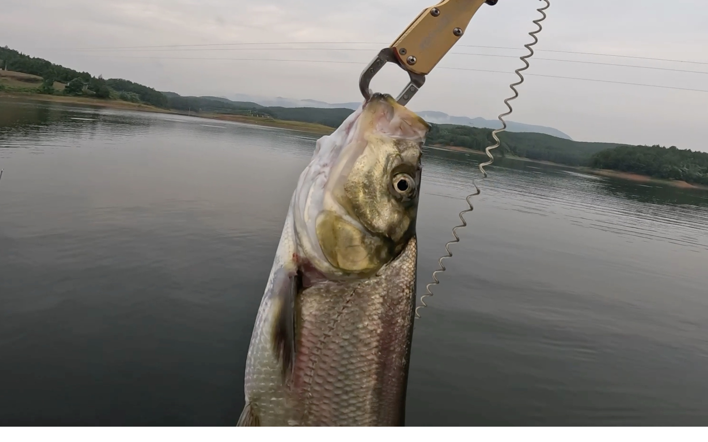 水库如何用路亚(水库钓路亚视频)
