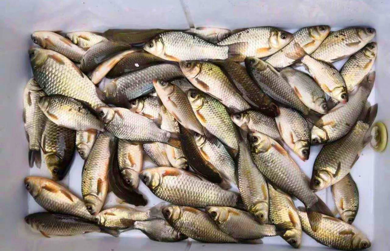 冬季鲫鱼技巧视频教程(冬季鲫鱼如何调漂)