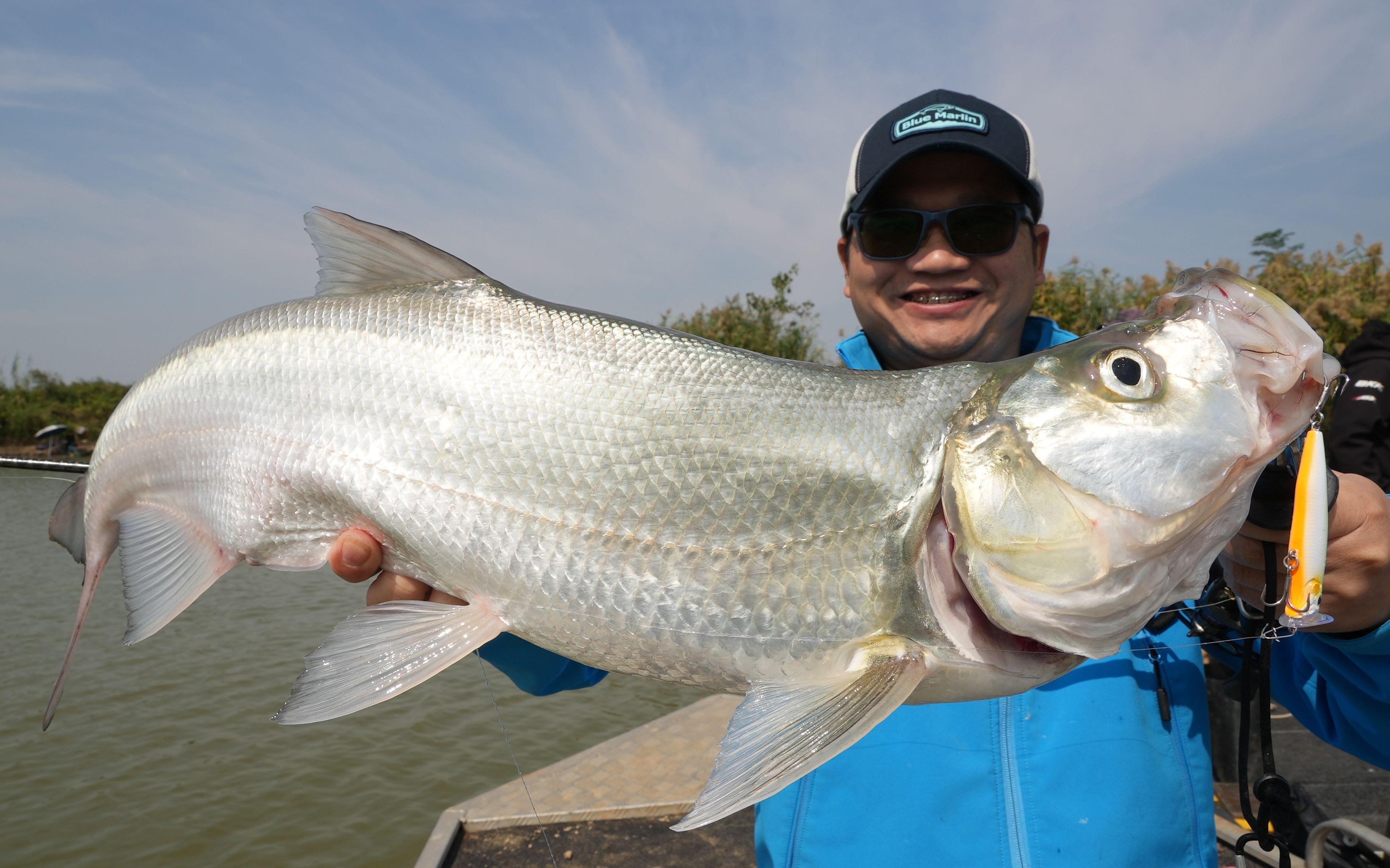 蓝刀鱼路亚(蓝刀鱼 路亚)