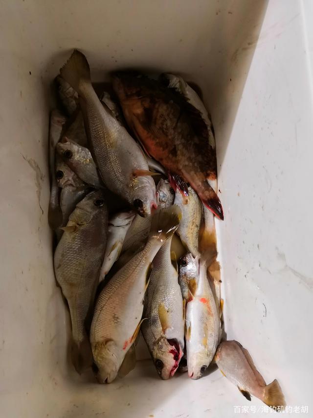 营口鱼老五海钓(辽宁长海海钓)