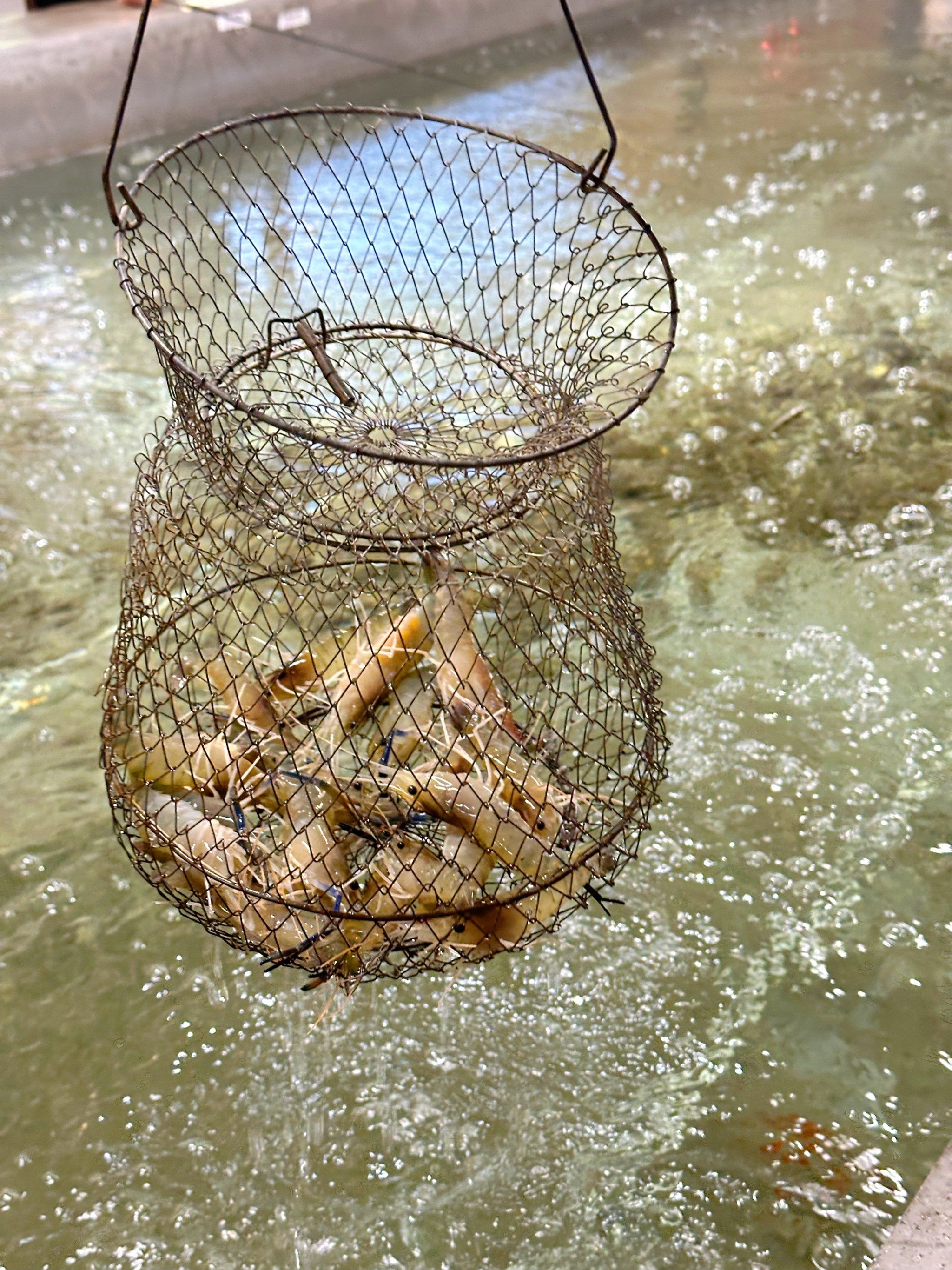 去上海钓鱼(野钓上海)