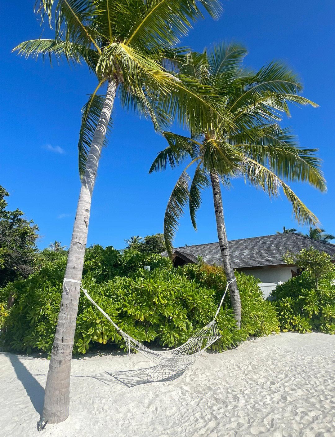 马尔代夫海钓美文(马尔代夫钓鱼视频) 马尔代夫海钓美文(马尔代夫钓鱼视频)