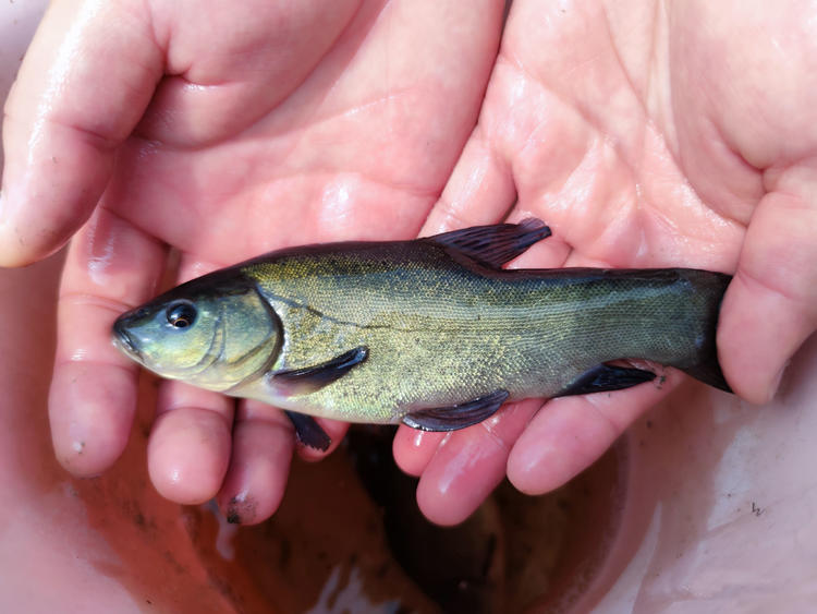 丁桂鱼喜欢吃什么饵料(丁桂鱼吃什么饲料)