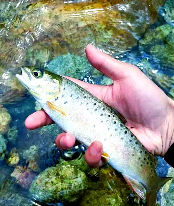 细鳞路亚(细鳞鲑路亚)