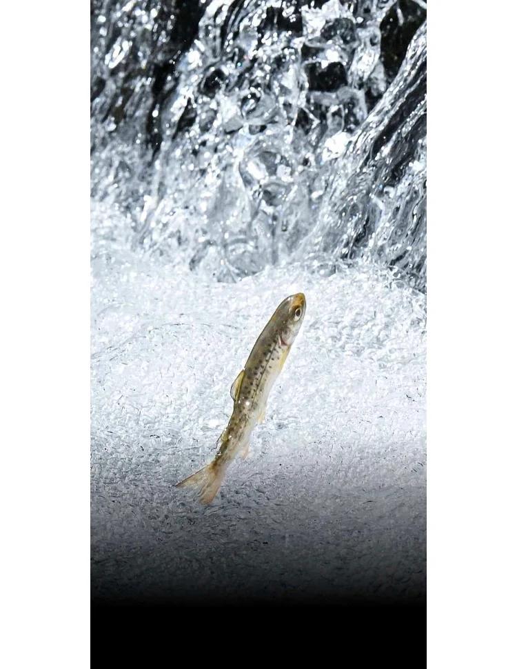 细鳞路亚(细鳞鲑路亚)