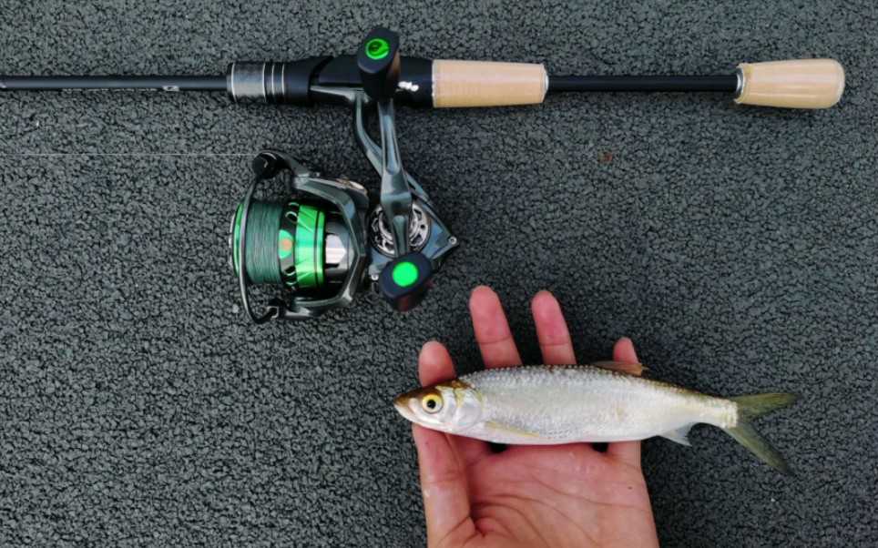 小白条路亚(小白条路亚几米竿可以吗?)