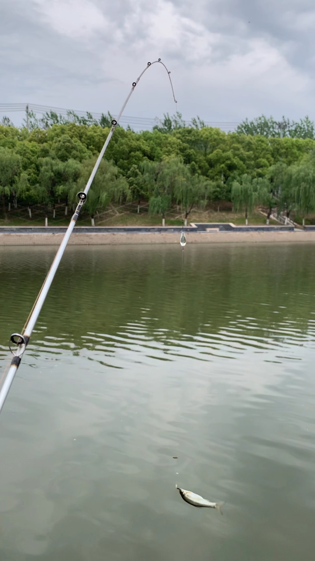 小白条路亚(小白条路亚几米竿可以吗?)