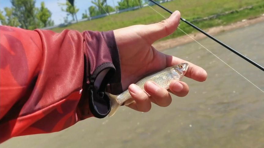 西安路亚群(西安路亚微信群)