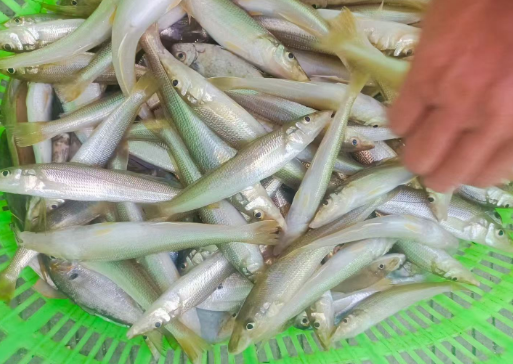 台湾海钓网(台湾海钓名人)