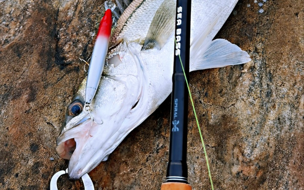龚磊路亚海鲈(海鲈鱼最爱吃的鱼饵)
