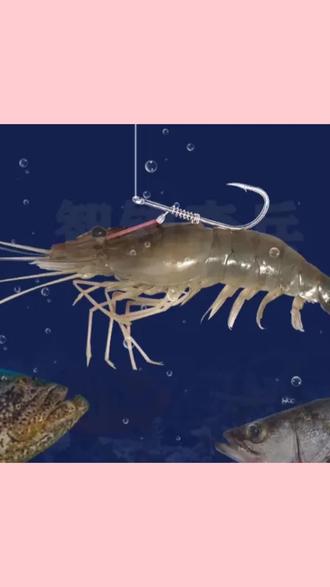 活虾怎样钓鲈鱼技巧(如何钓鲈鱼活虾钓鲈鱼)