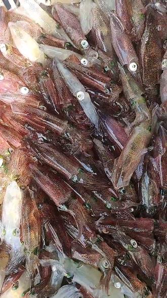 海钓海兔饵(海兔可以钓什么鱼)