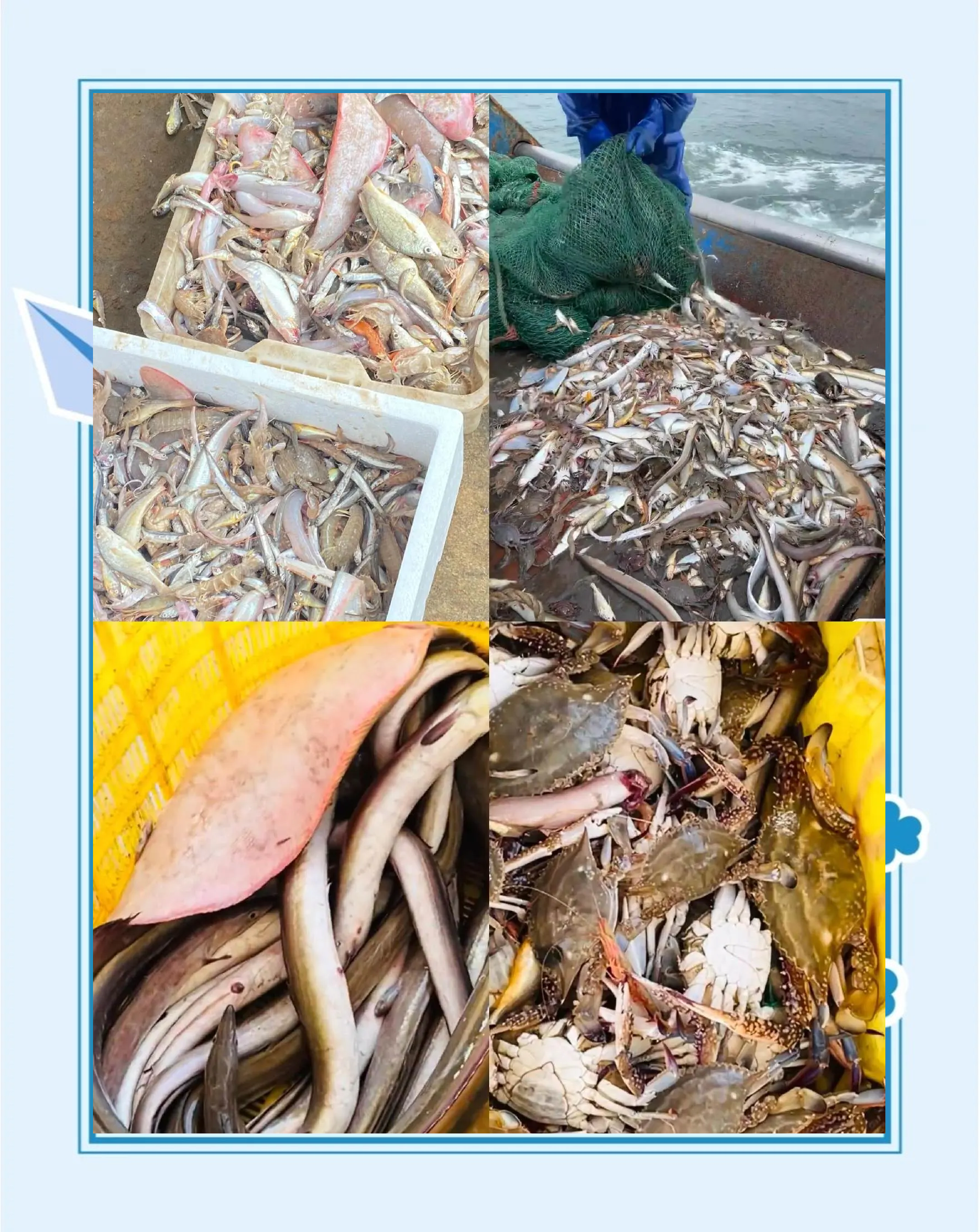 近海扑鱼技巧(近海捕鱼技巧)