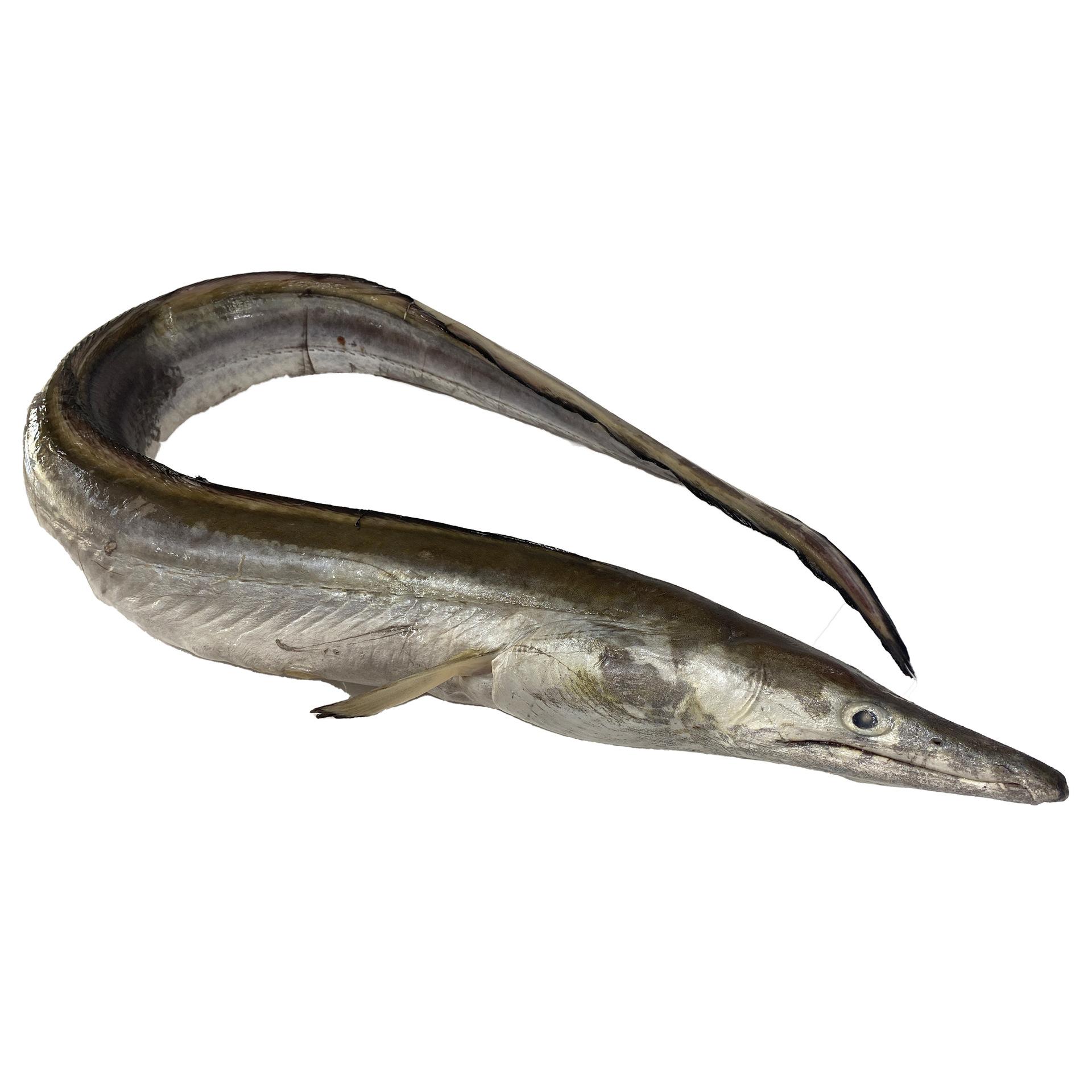 海钓麻鱼视频(海竿钓鱼视频野钓实战)