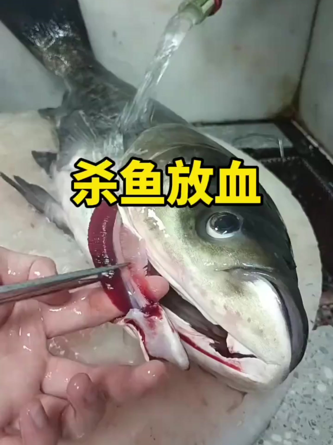 海钓放血(海钓上来的鱼放血)