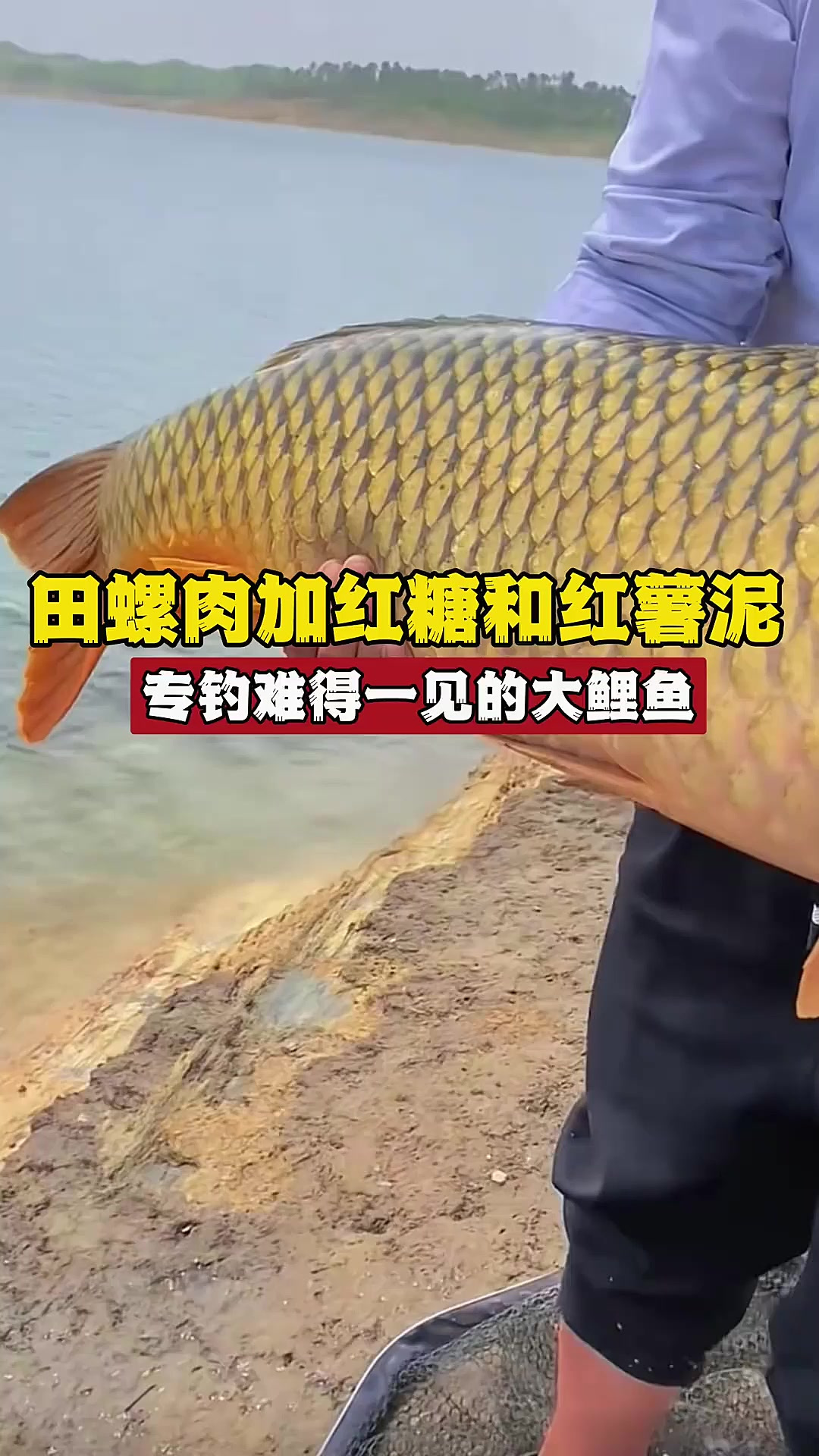 钓大型鲤鱼的技巧(钓特大鲤鱼视频) 钓大型鲤鱼的技巧(钓特大鲤鱼视频)
