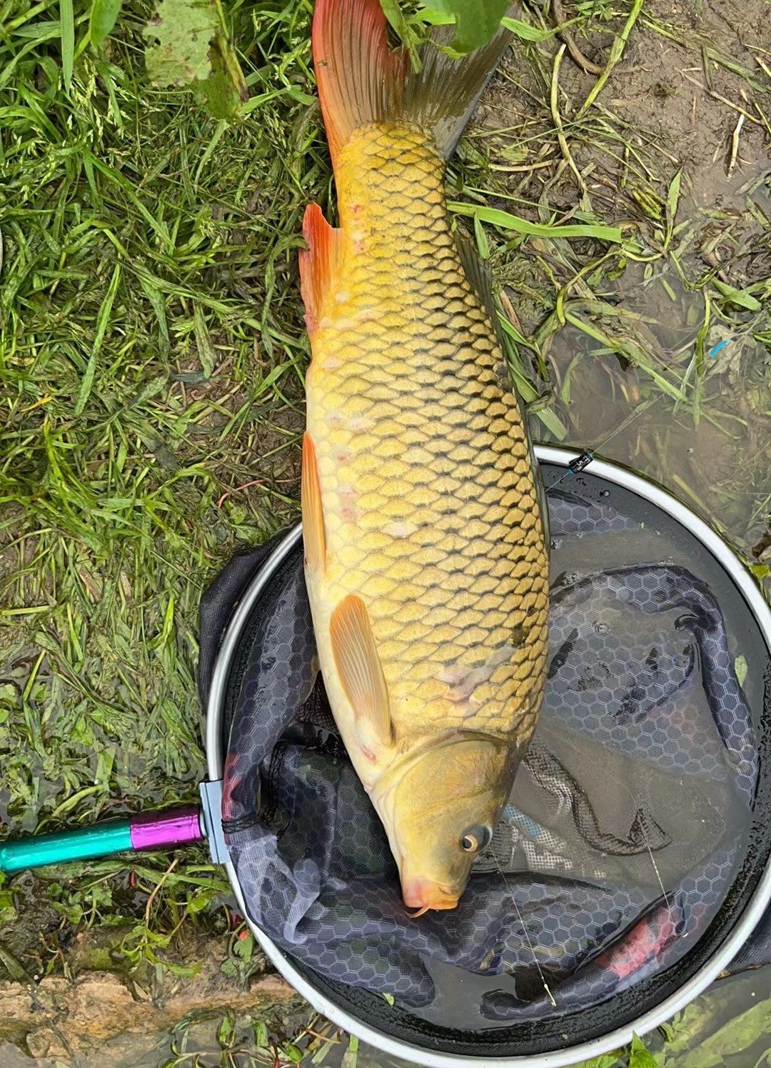 海钓草鱼鲤鱼(海钓草鱼鲤鱼技巧) 海钓草鱼鲤鱼(海钓草鱼鲤鱼技巧)