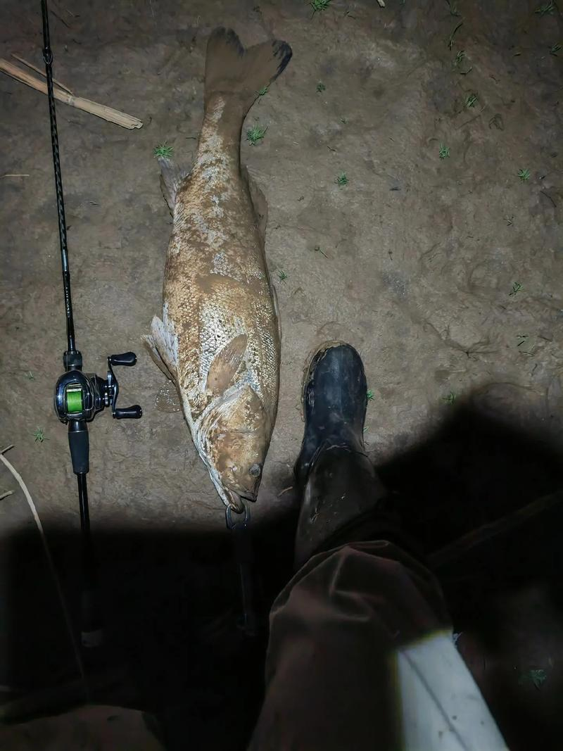 海钓鬼头刀(鬼头刀是深海鱼吗)