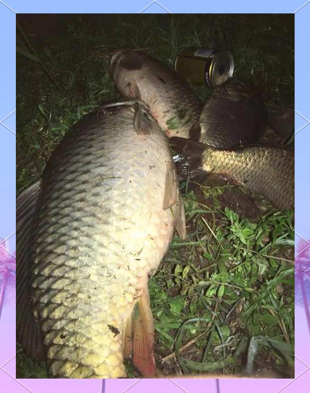 长江夜钓技巧(夜钓最佳钓位口诀)