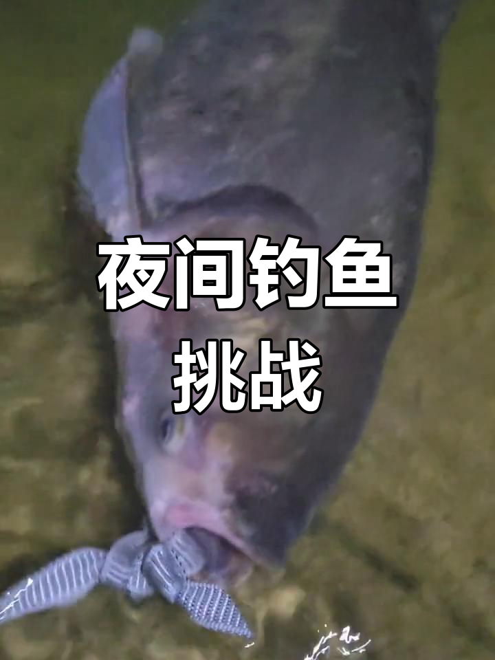 手竿夜钓鲢鱼技巧(手竿夜钓鲢鳙最有效的方法)