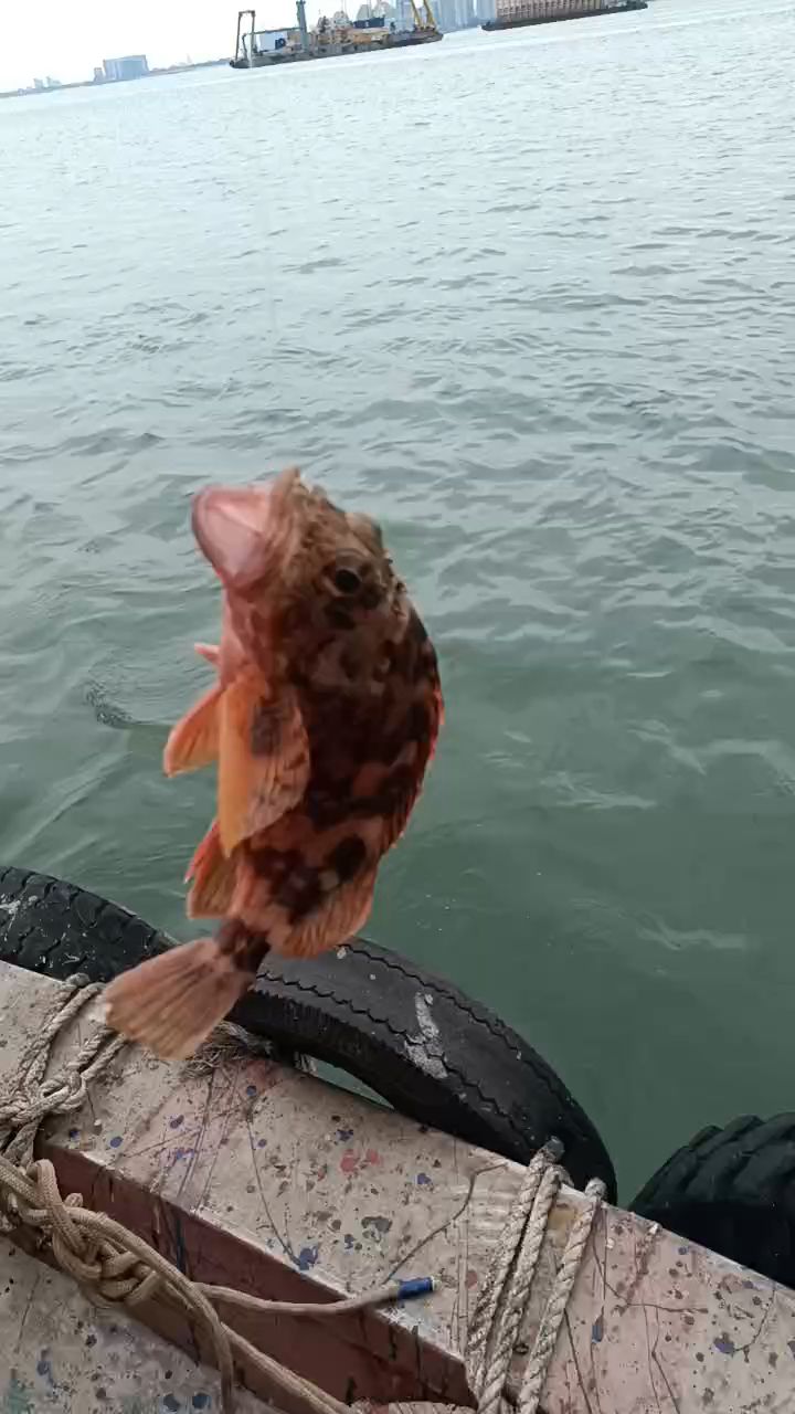 厦门海钓钓友(厦门海钓鱼的地方有哪些) 厦门海钓钓友(厦门海钓鱼的地方有哪些)