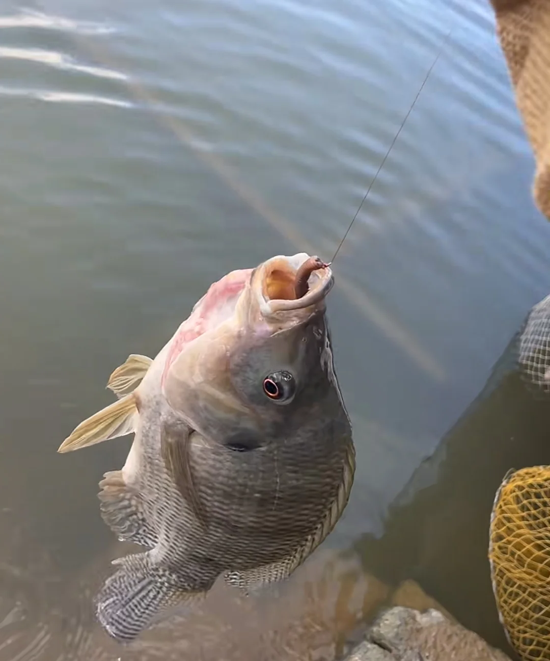 厦门海钓钓友(厦门海钓鱼的地方有哪些) 厦门海钓钓友(厦门海钓鱼的地方有哪些)