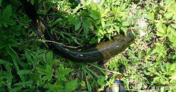 清明节后钓乌鱼技巧(清明后钓鱼钓深还是钓浅)
