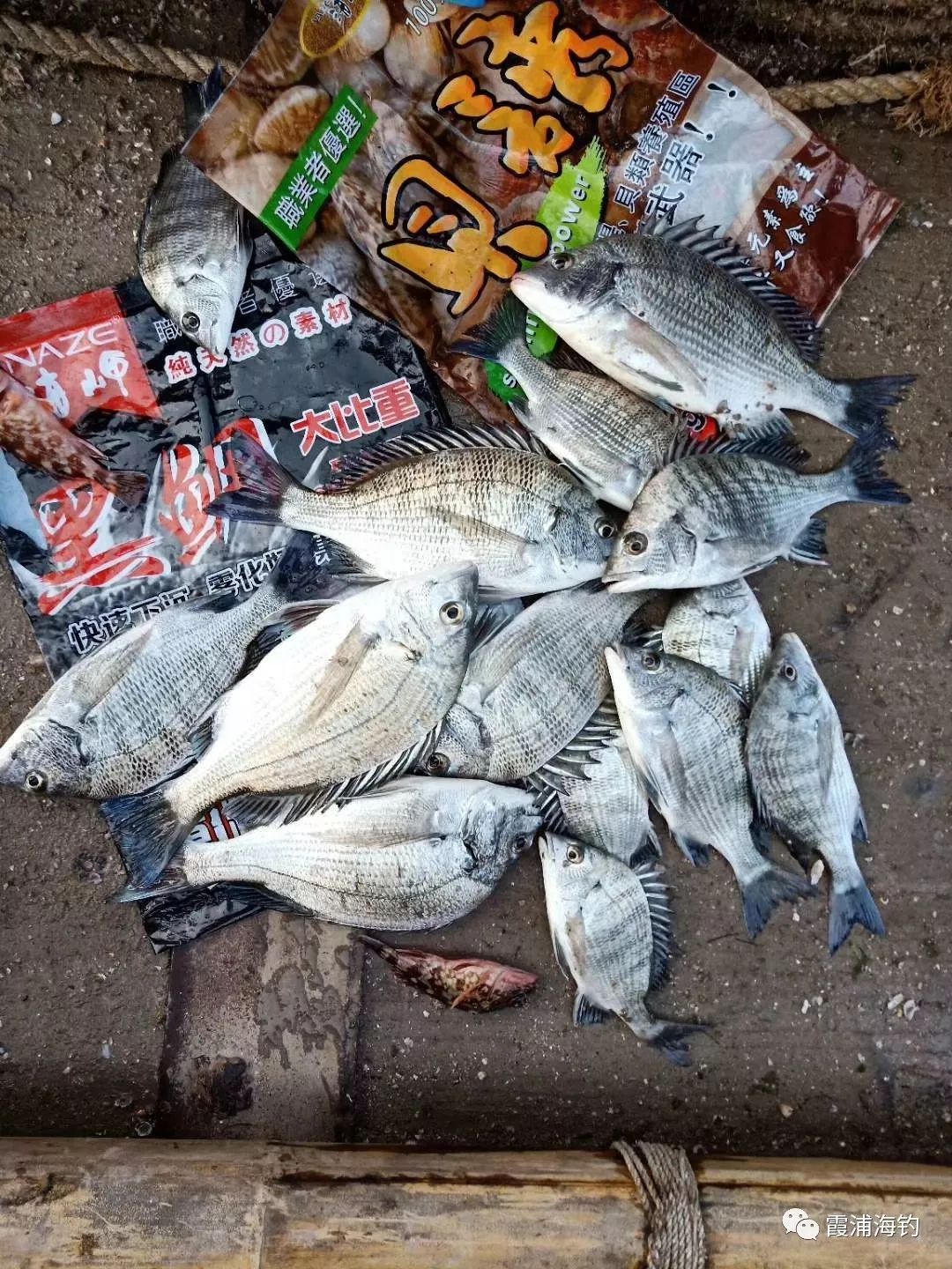 霞浦海钓微信群(福建霞浦海钓视频大全)