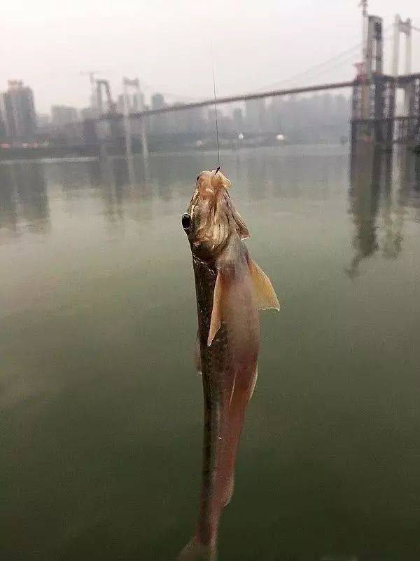 冬天铜鼓海钓(台山铜鼓海钓钓点)