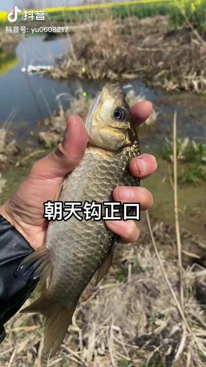 菜花饵料钓鱼(菜花钓鱼挂钩技巧) 菜花饵料钓鱼(菜花钓鱼挂钩技巧)