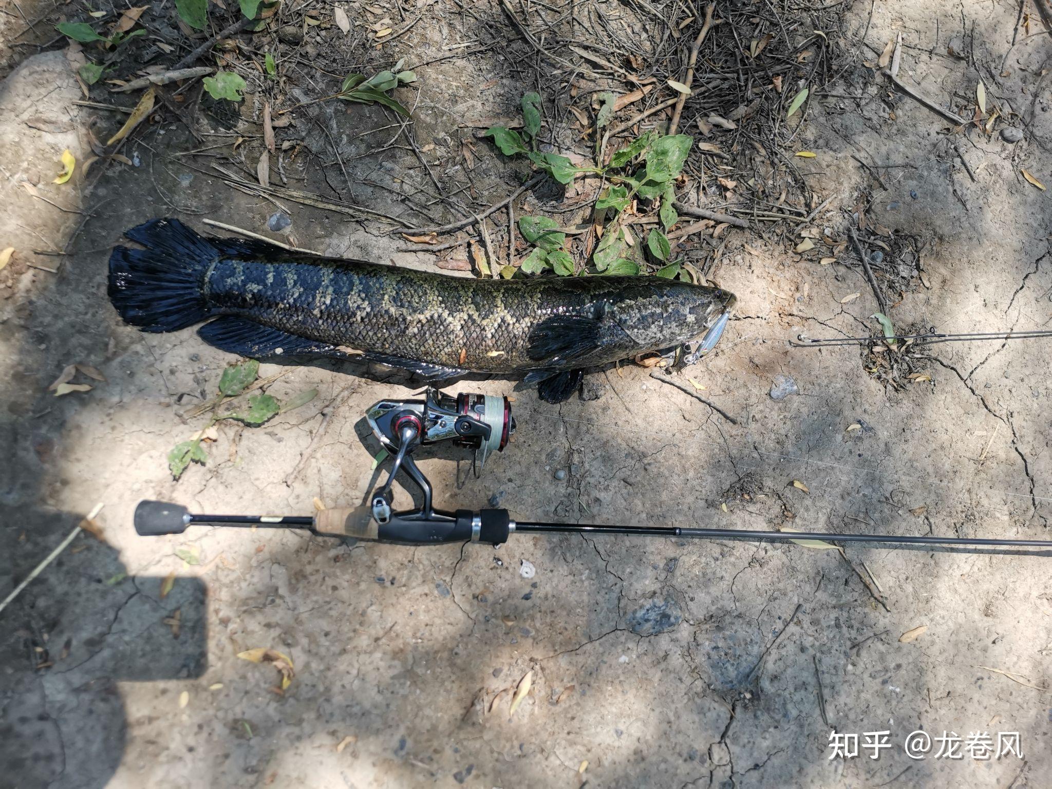 珠江适合路亚吗(珠江可以路亚吗)