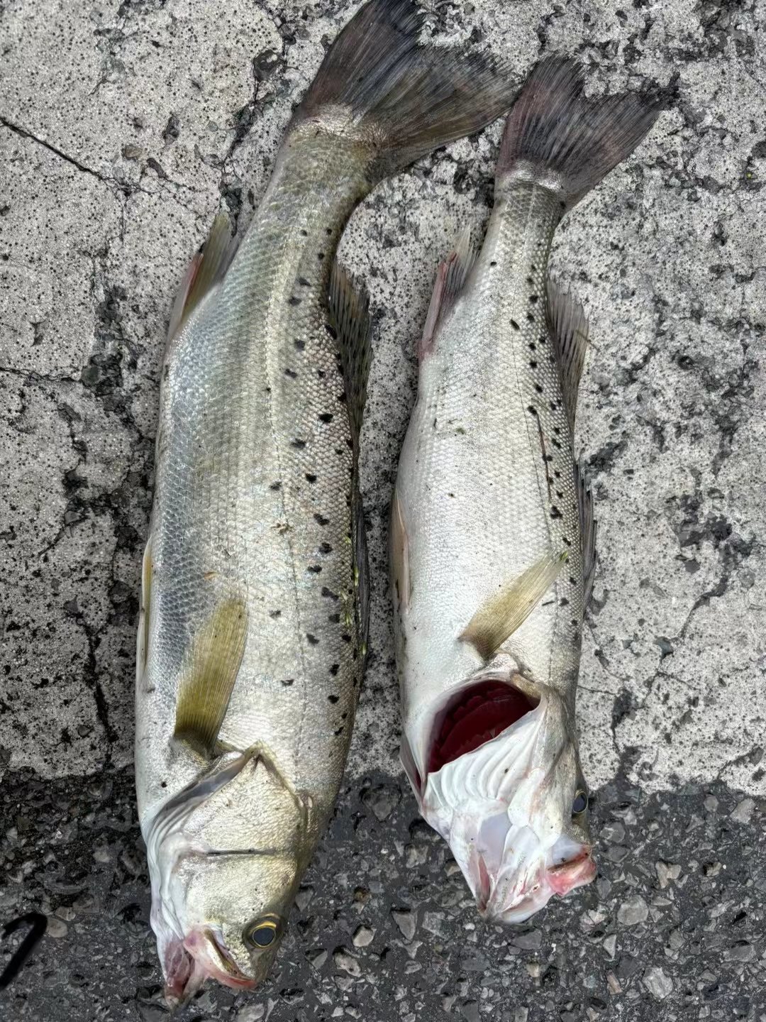 阿波路亚鲈鱼(用阿波钓鲈鱼线组)