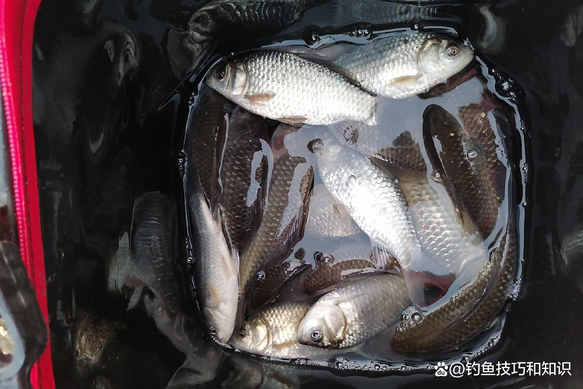 南方冬季野塘钓鱼技巧(南方初冬野钓)