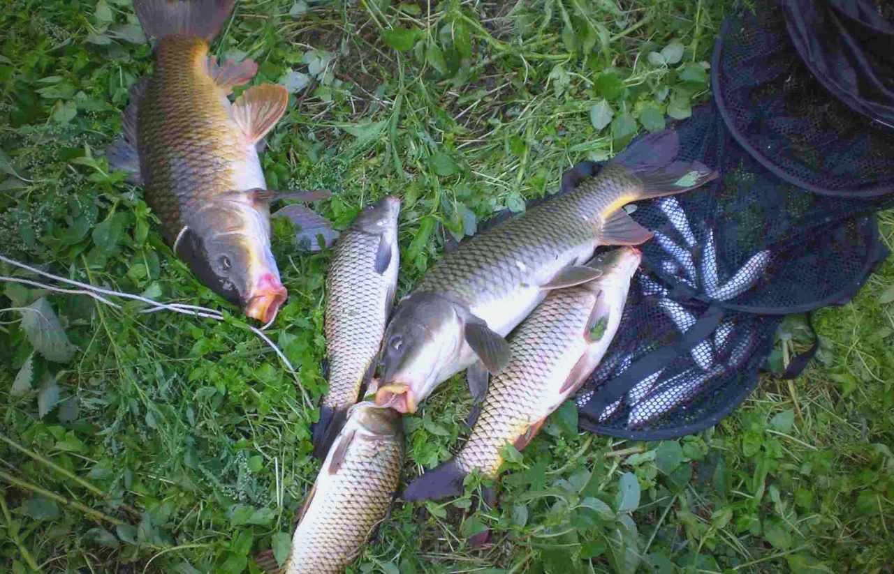 野生大鲤鱼垂钓技巧(野生大鲤鱼垂钓技巧视频)