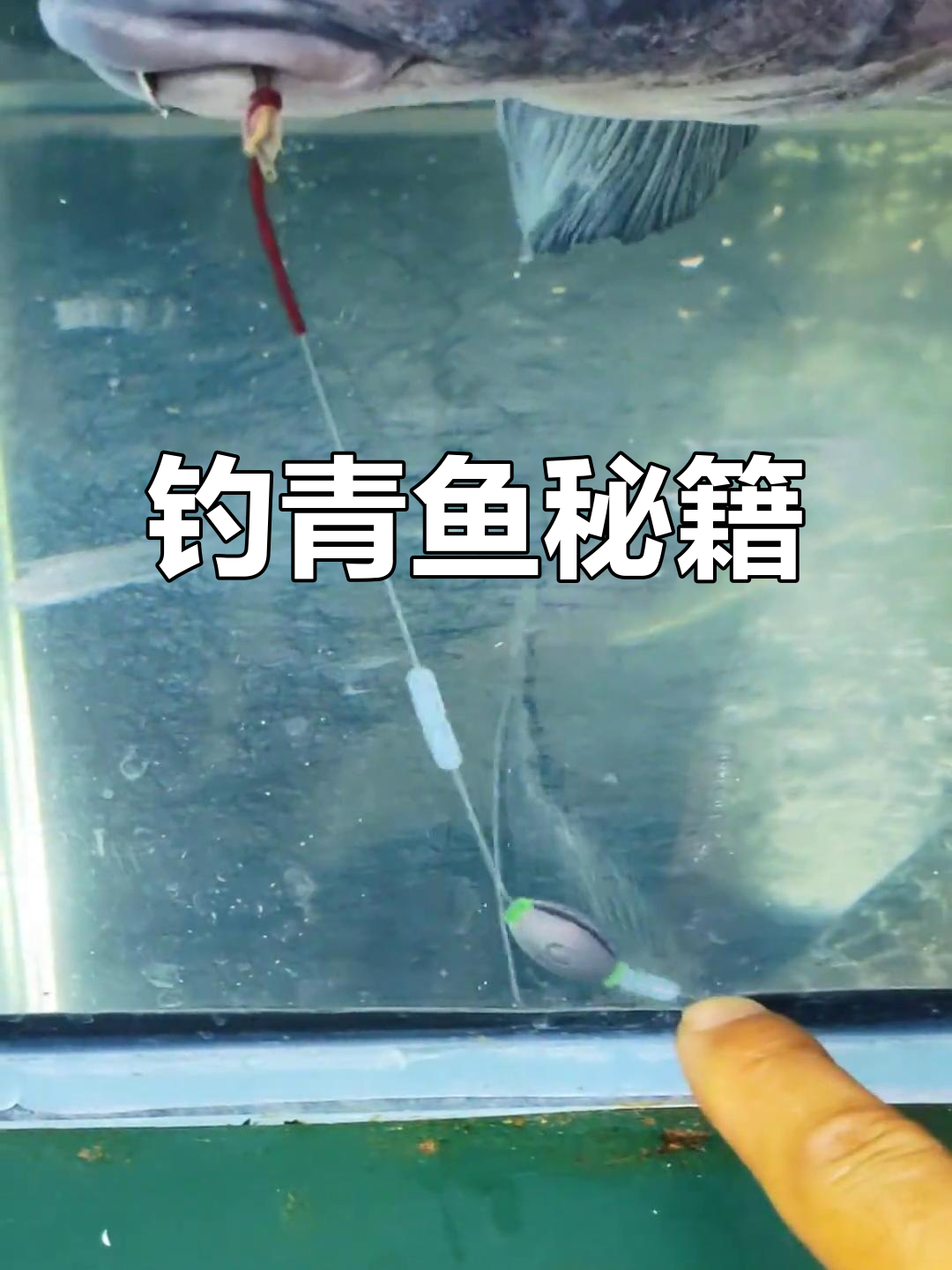 抛竿溜青鱼技巧(抛竿怎么钓青鱼视频)