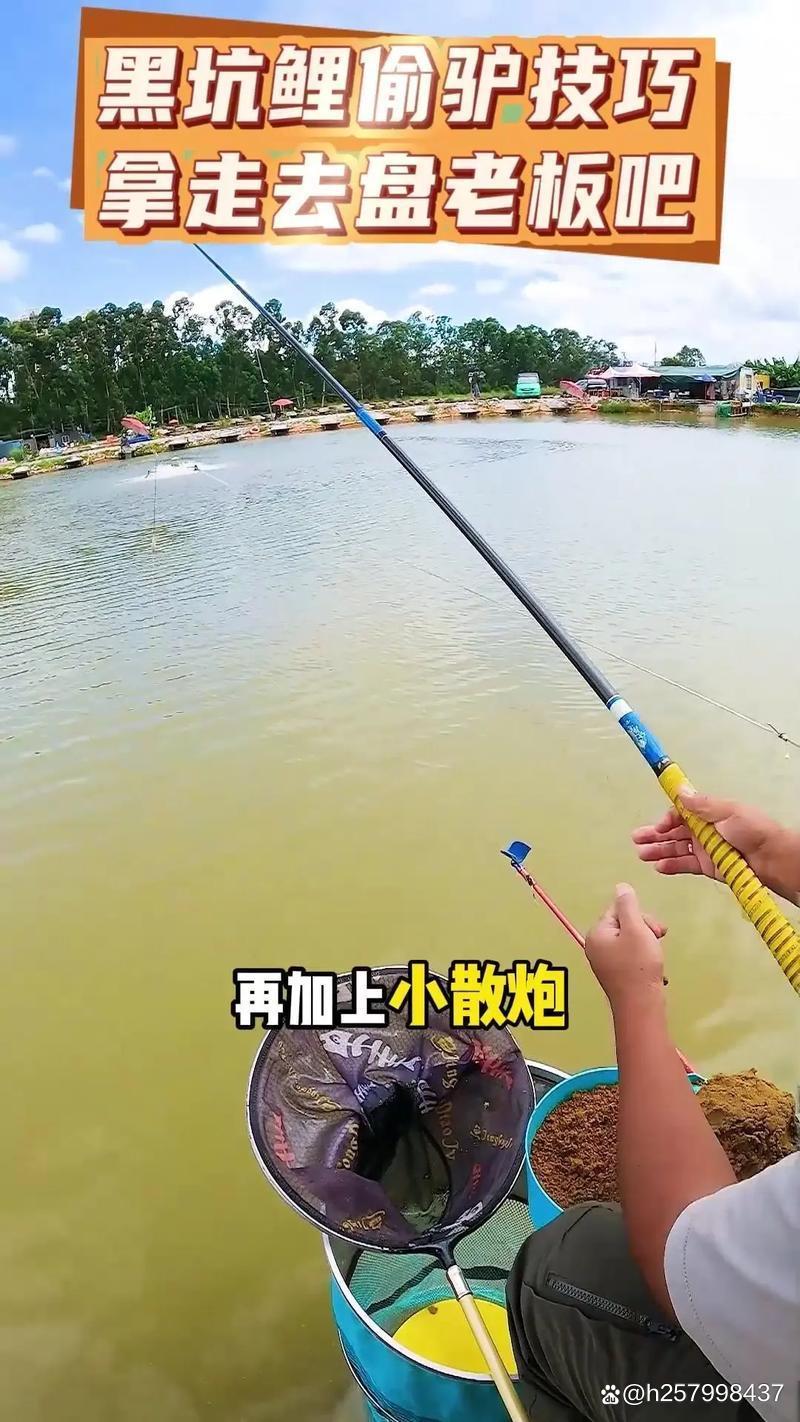 秋天黑坑偷驴鲤鱼技巧(秋季黑坑偷驴钓鲤鱼技巧)