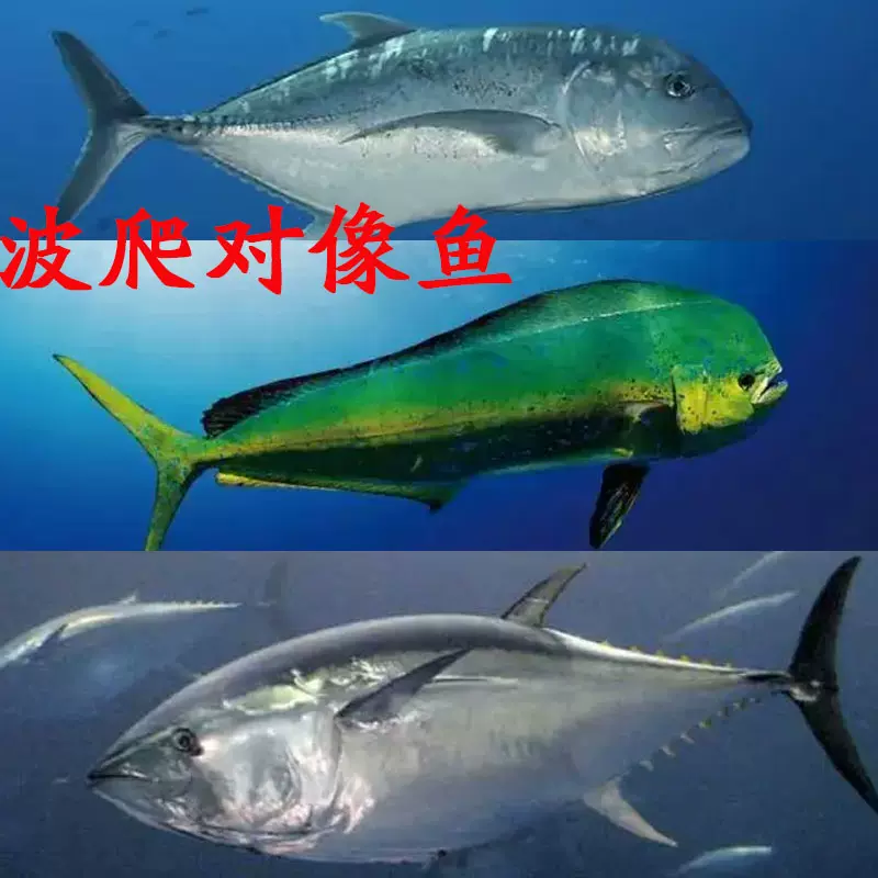 路亚海狼(路亚海狼技巧)