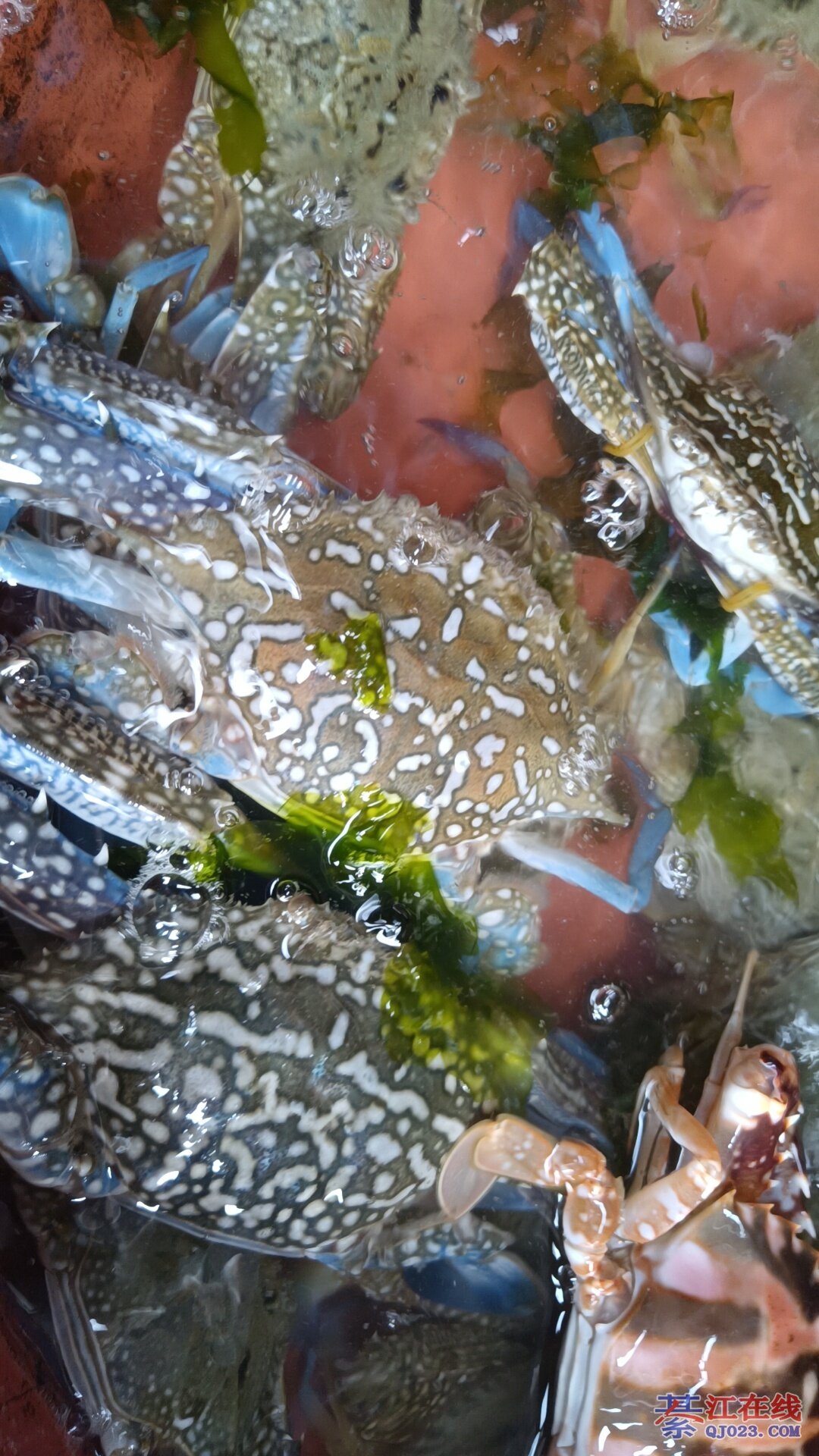 福州冬天能海钓么(福州海边钓鱼)