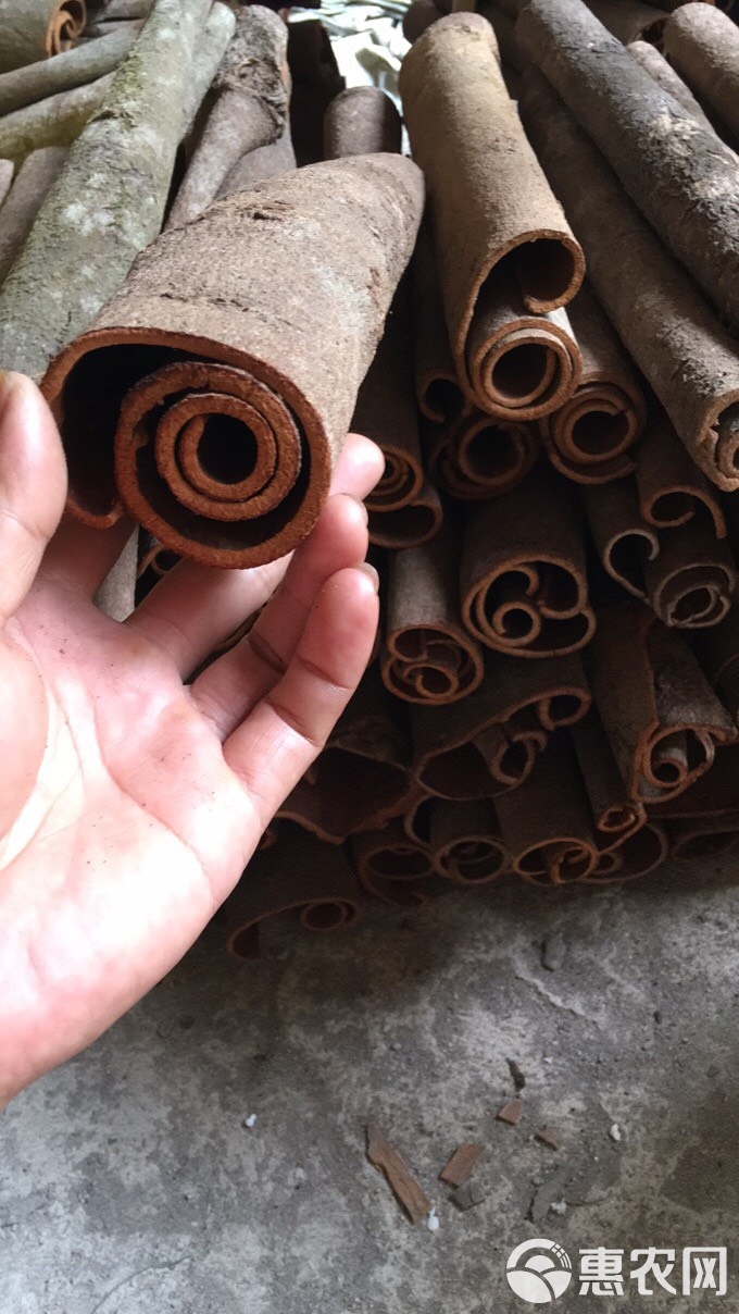 桂皮饵料(桂皮钓鱼怎么用)