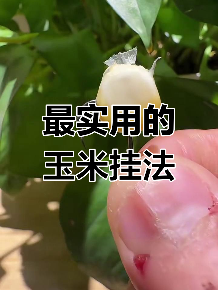 玉米钓鱼的技巧(玉米钓鱼的技巧视频)