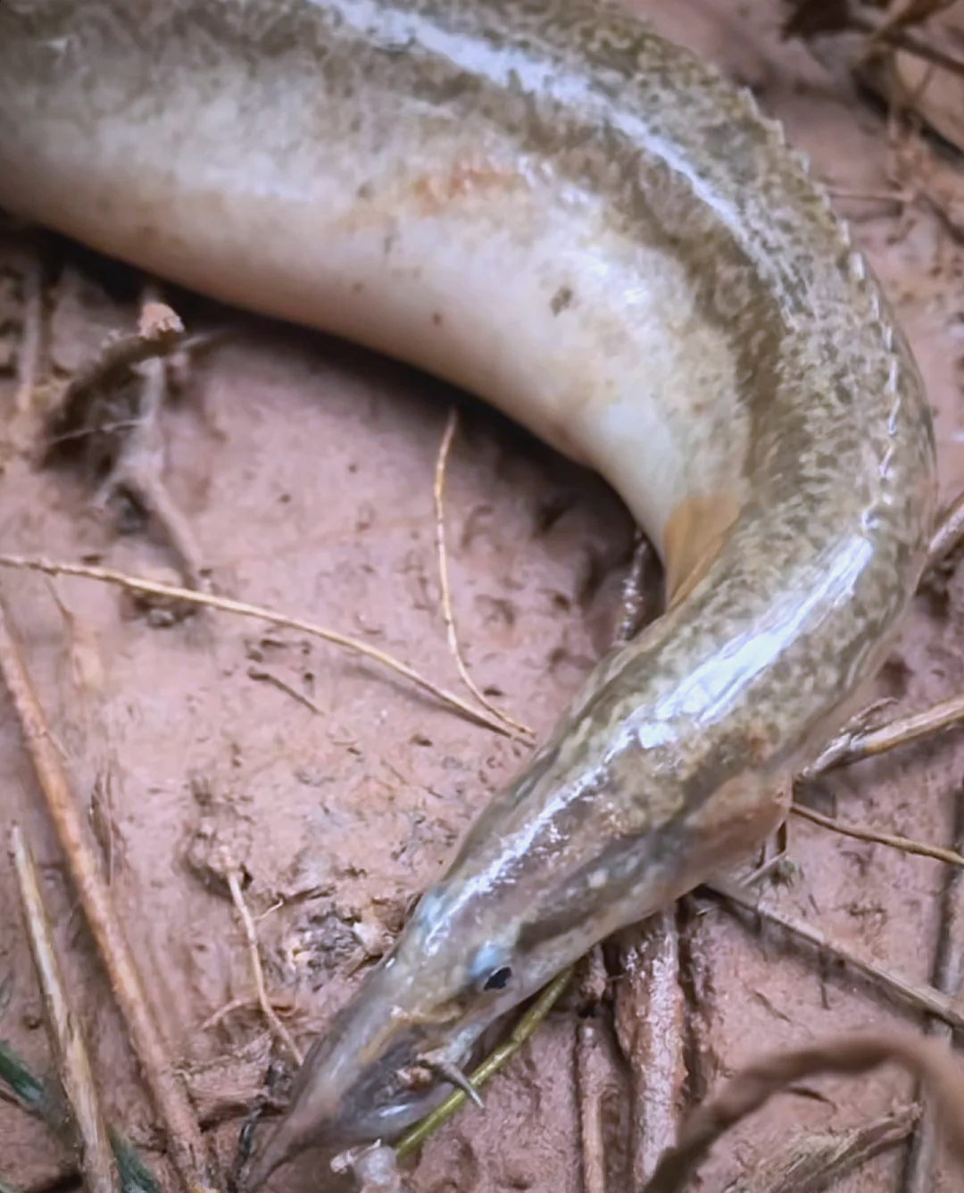 钓刀鳅鱼的技巧(用什么钓刀鳅)