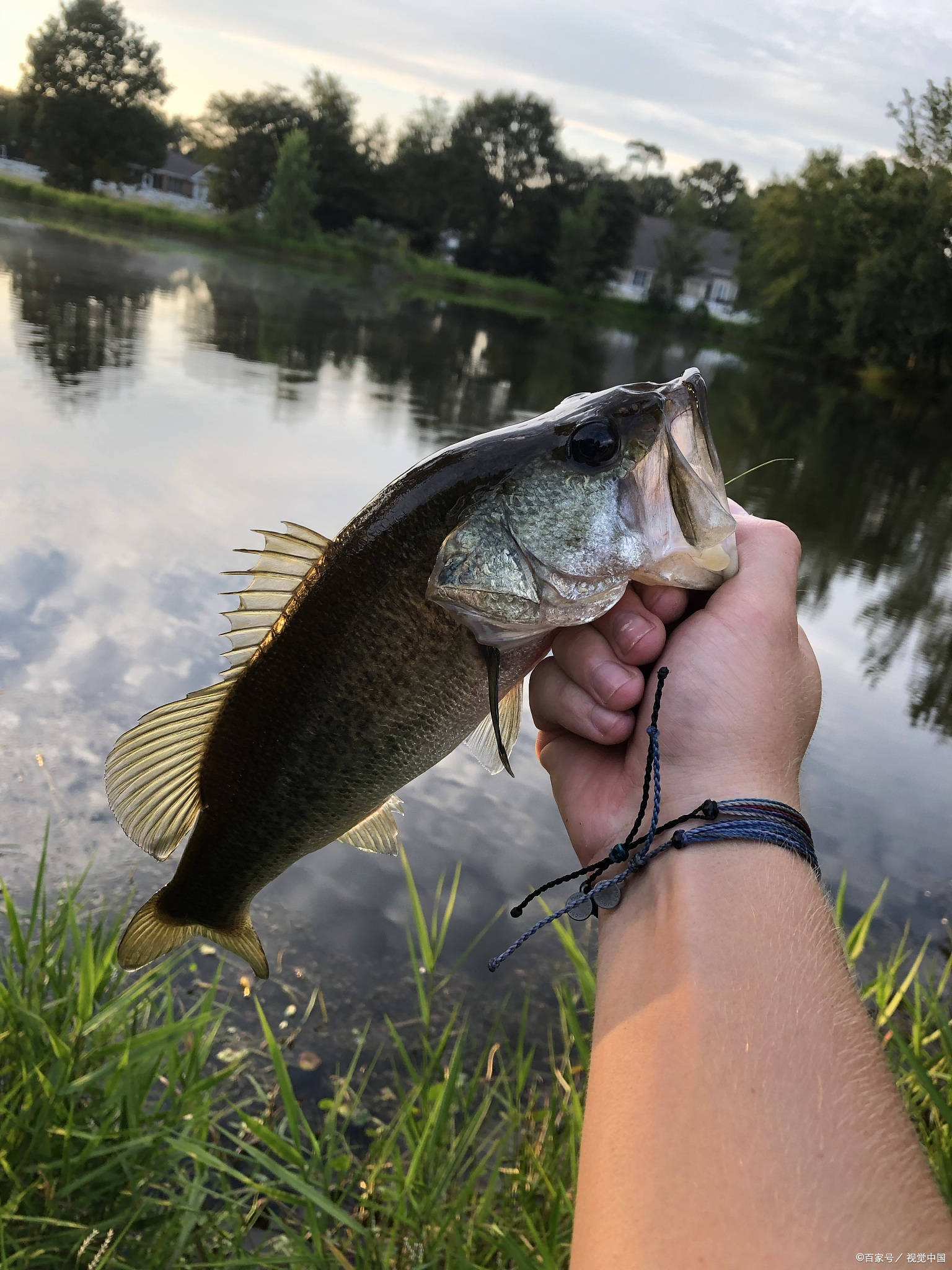 路亚鲈鱼岸边(路亚鲈鱼钓法)