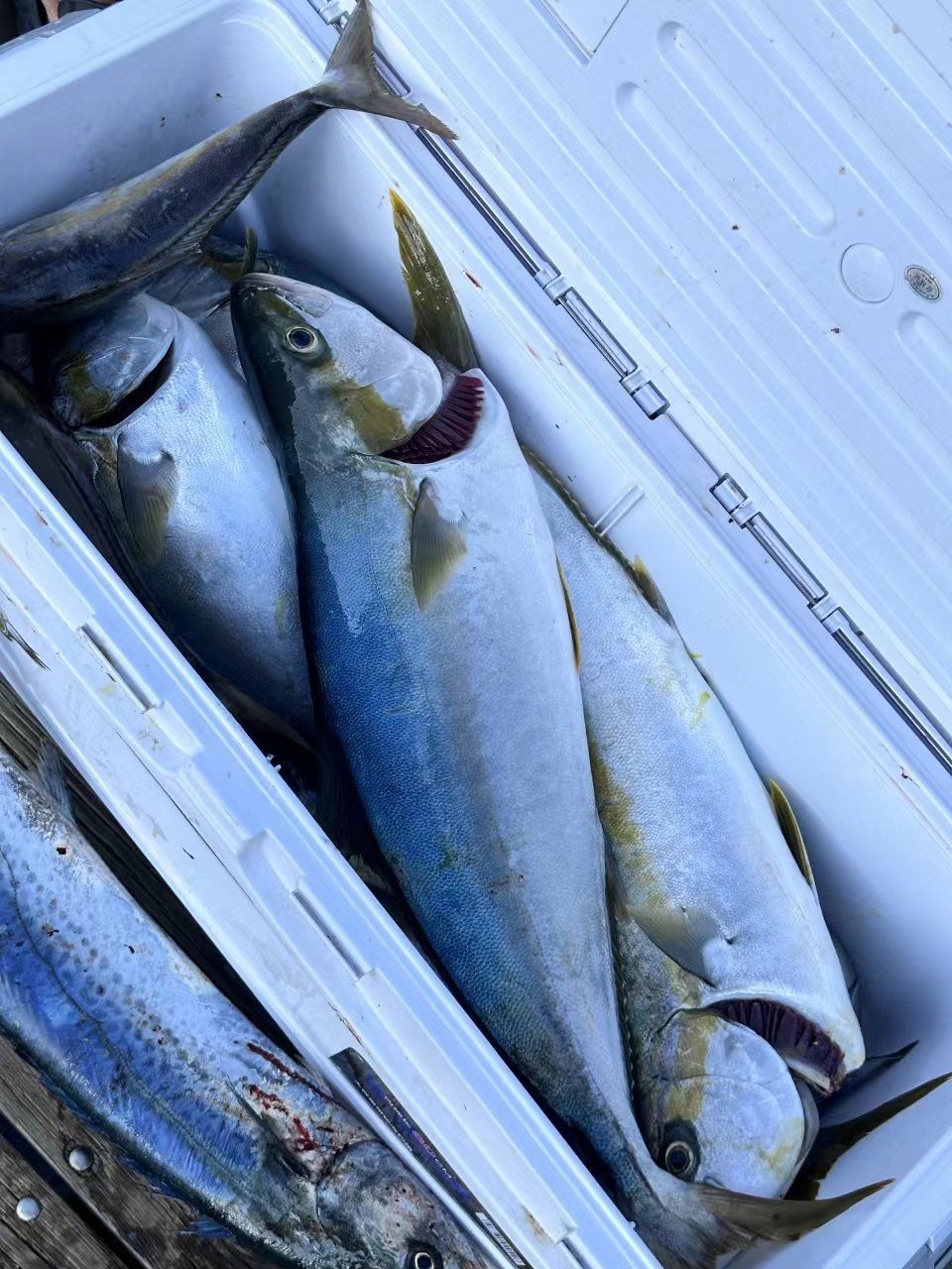 冬天什么天气适合海钓(冬天能海钓)