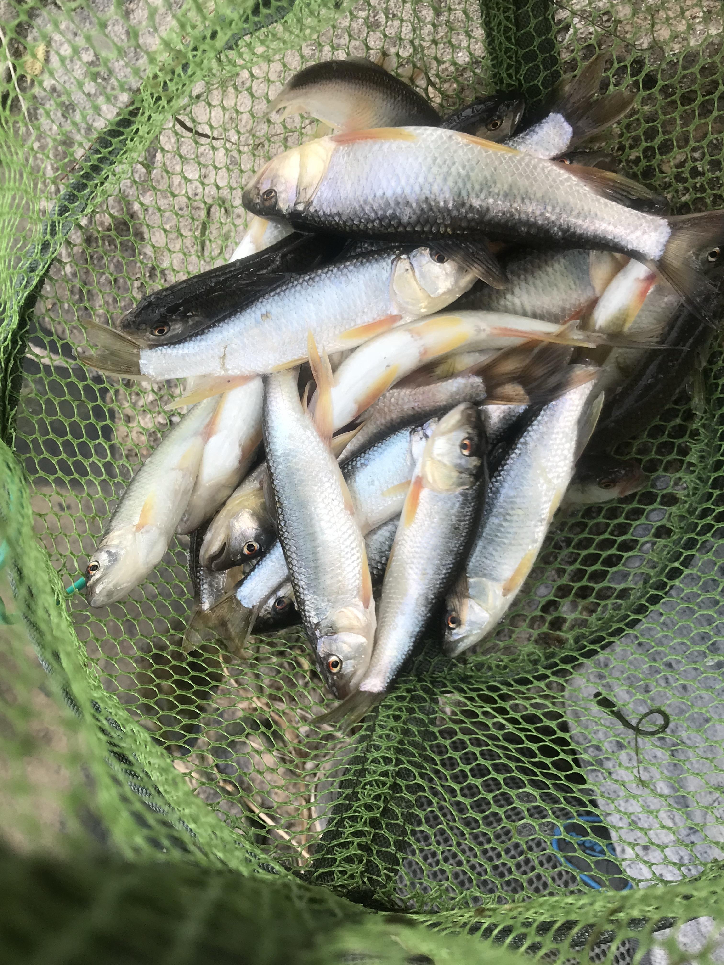 这个季节路亚路什么鱼(什么季节用路亚钓鱼)